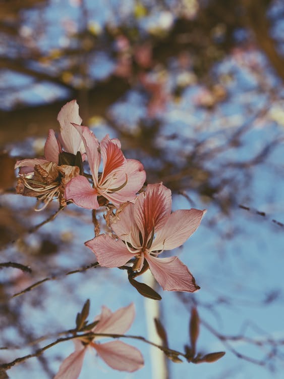 Árvore De Flor Com Pétalas Bege