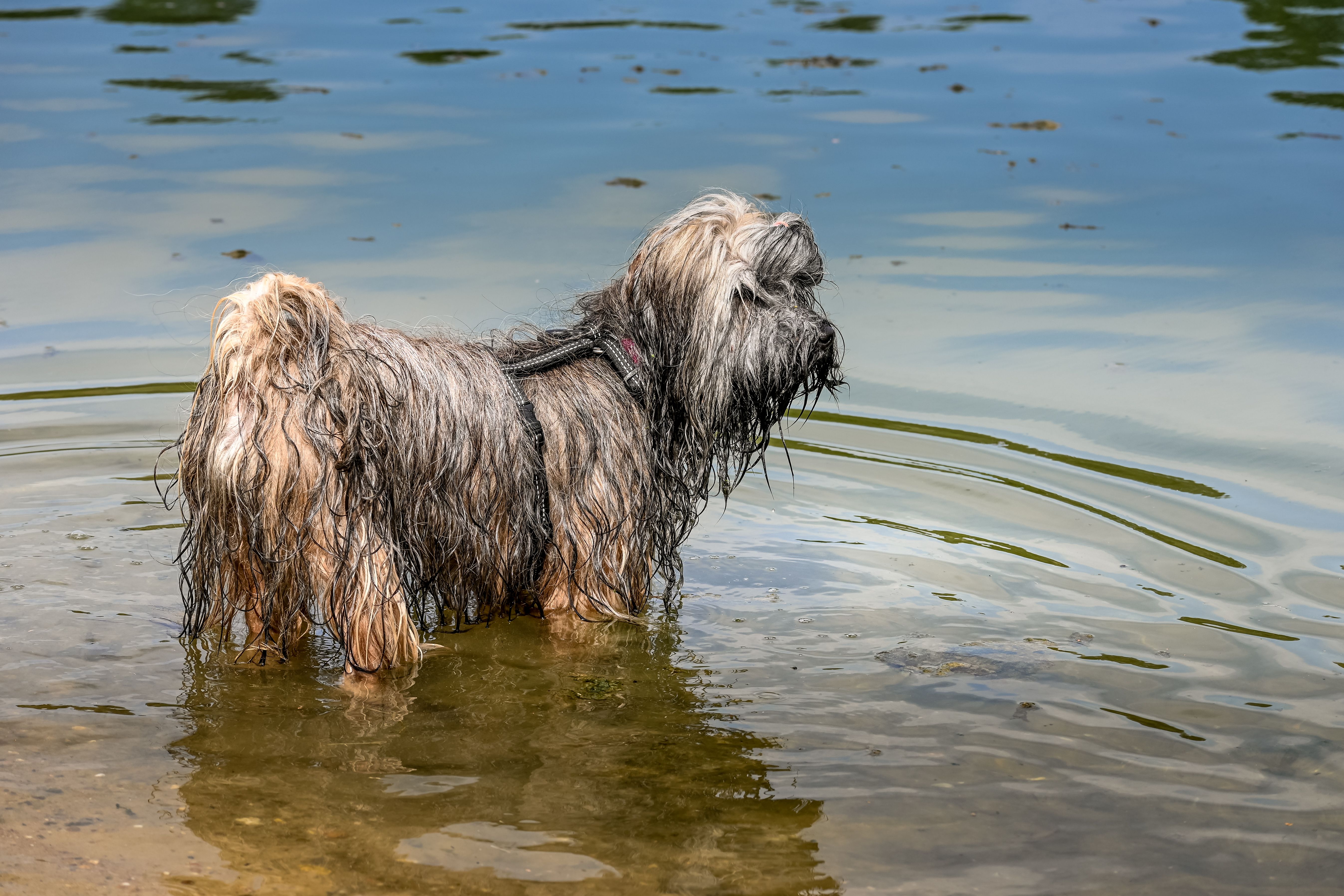 Wet Tibetan Terrier dog playing in the water at a Sittard lake during summer.