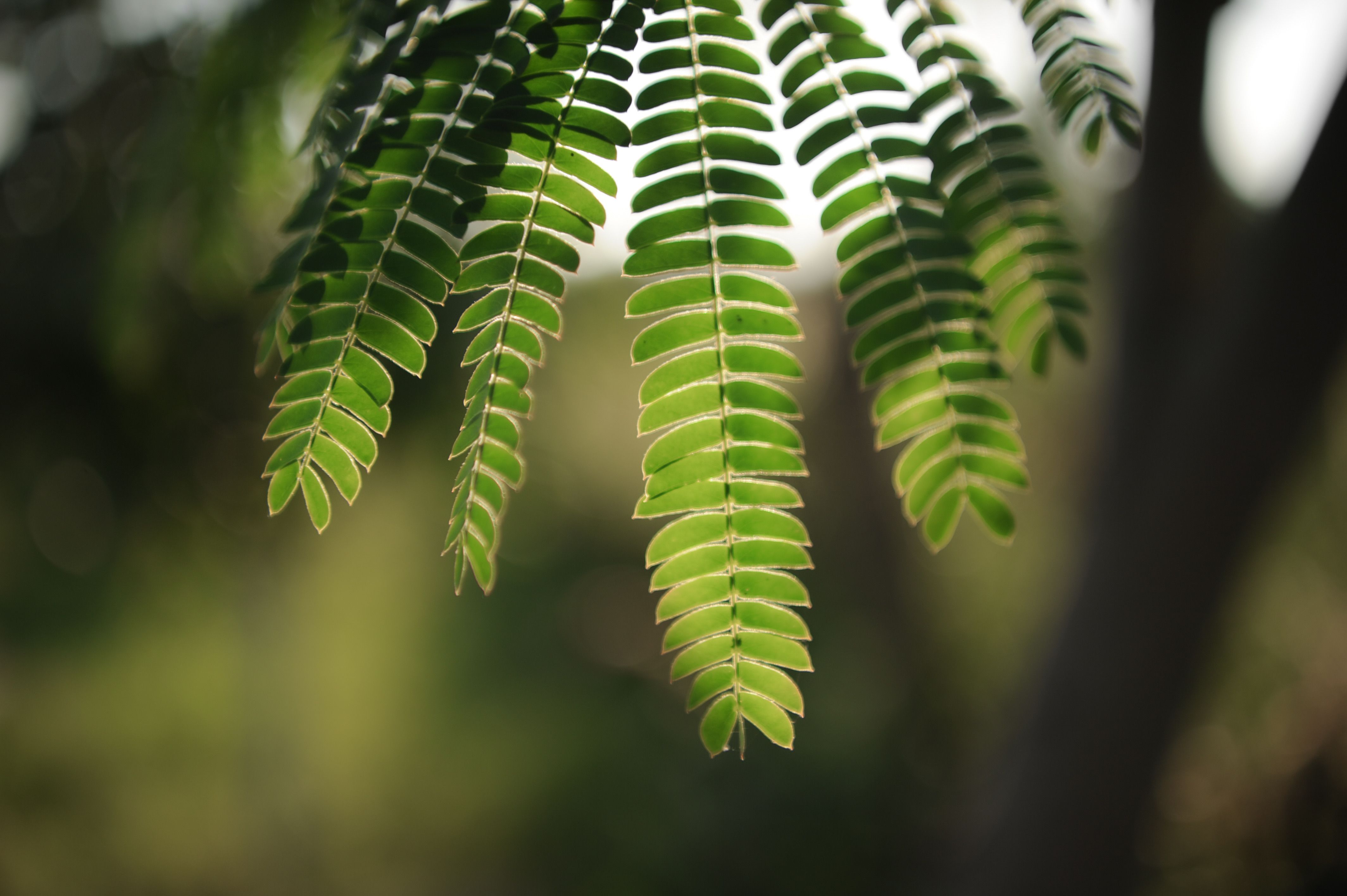 Low Angle Photo of Linear Leaf Plant · Free Stock Photo