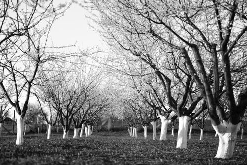 Free A serene black and white view of a winter orchard, showcasing bare trees aligned in neat rows. Stock Photo
