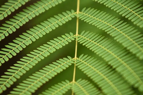 Free A detailed close-up of a vibrant green fern frond, emphasizing pattern and simplicity. Stock Photo