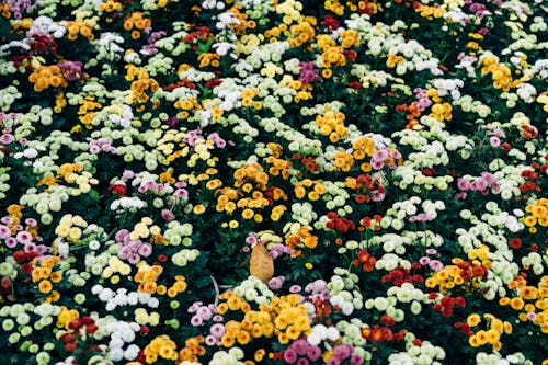 Free Flower Field Stock Photo