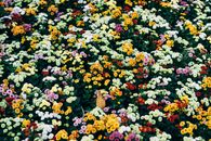 胡志明市色彩缤纷、形态各异的菊花营造出充满活力的花园景观