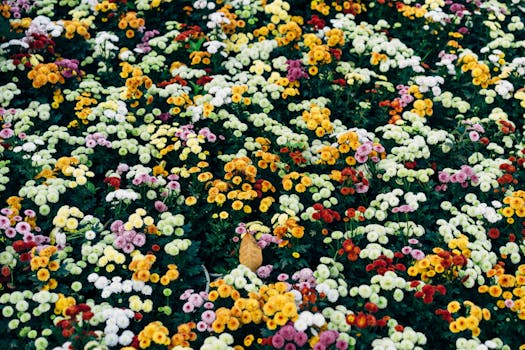 胡志明市色彩缤纷、形态各异的菊花营造出充满活力的花园景观
