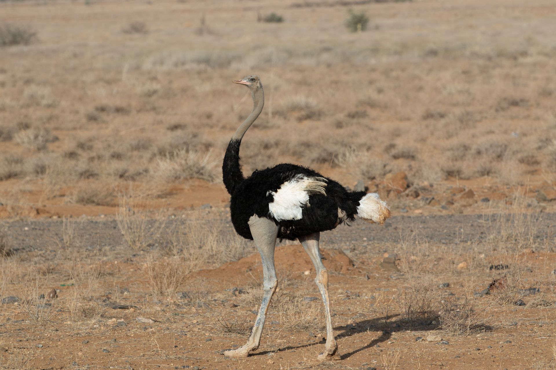 An ostrich wandering in the arid desert landscape of Marsabit County, Kenya.