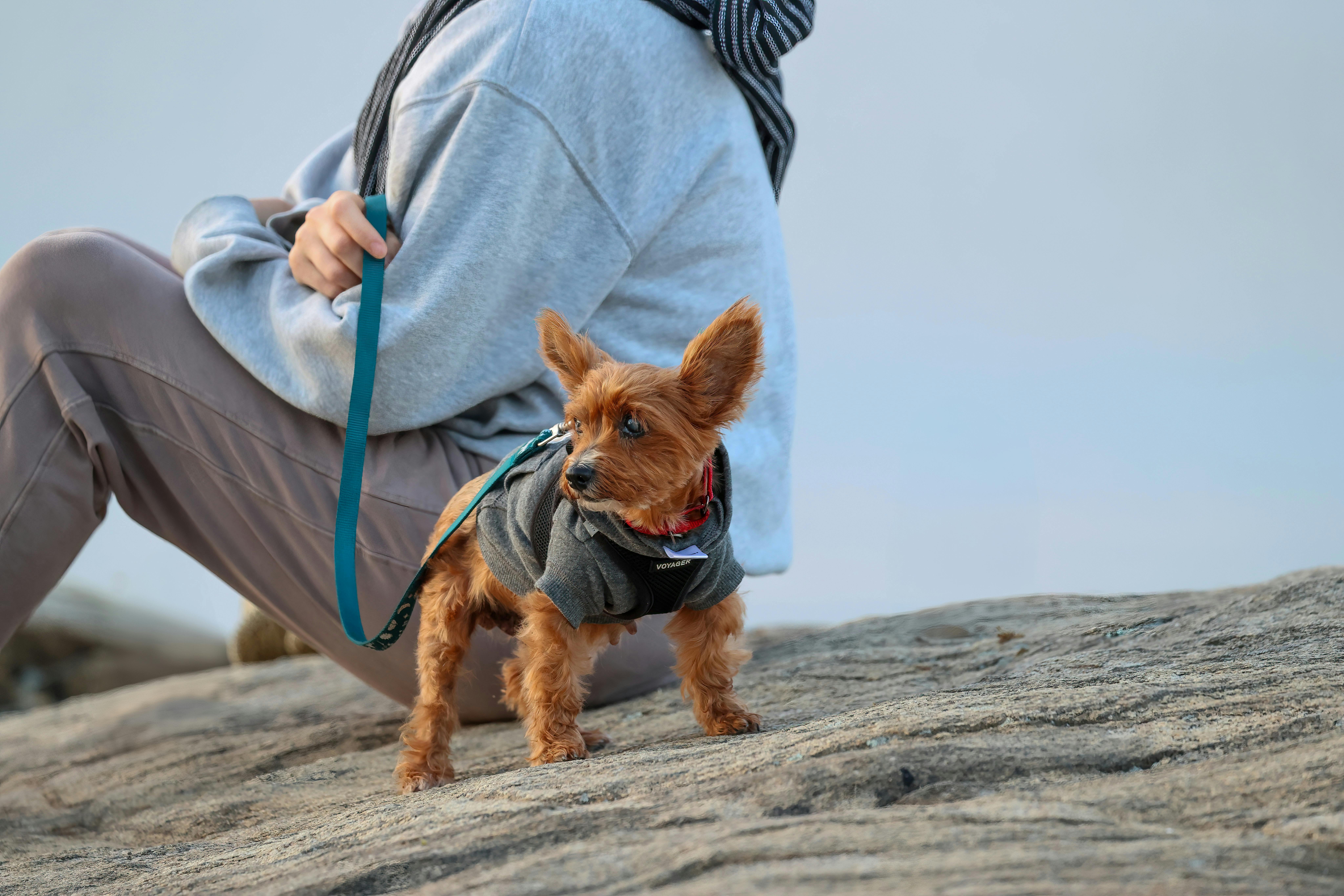 HILL'S PET NUTRITION INTRODUCES INNOVATION TO SUPPORT FELINE MOBILITY AND WEIGHT MANAGEMENT — Photo by David Kanigan on Pexel