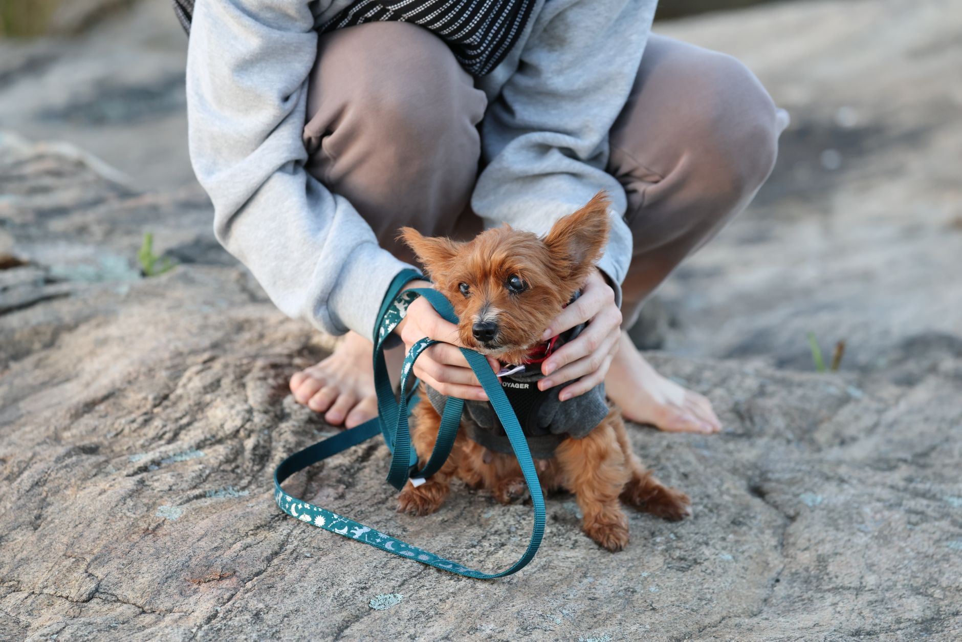 Terrier Tangled in Recliner: Heavy-Duty Rescue & Pet Safety