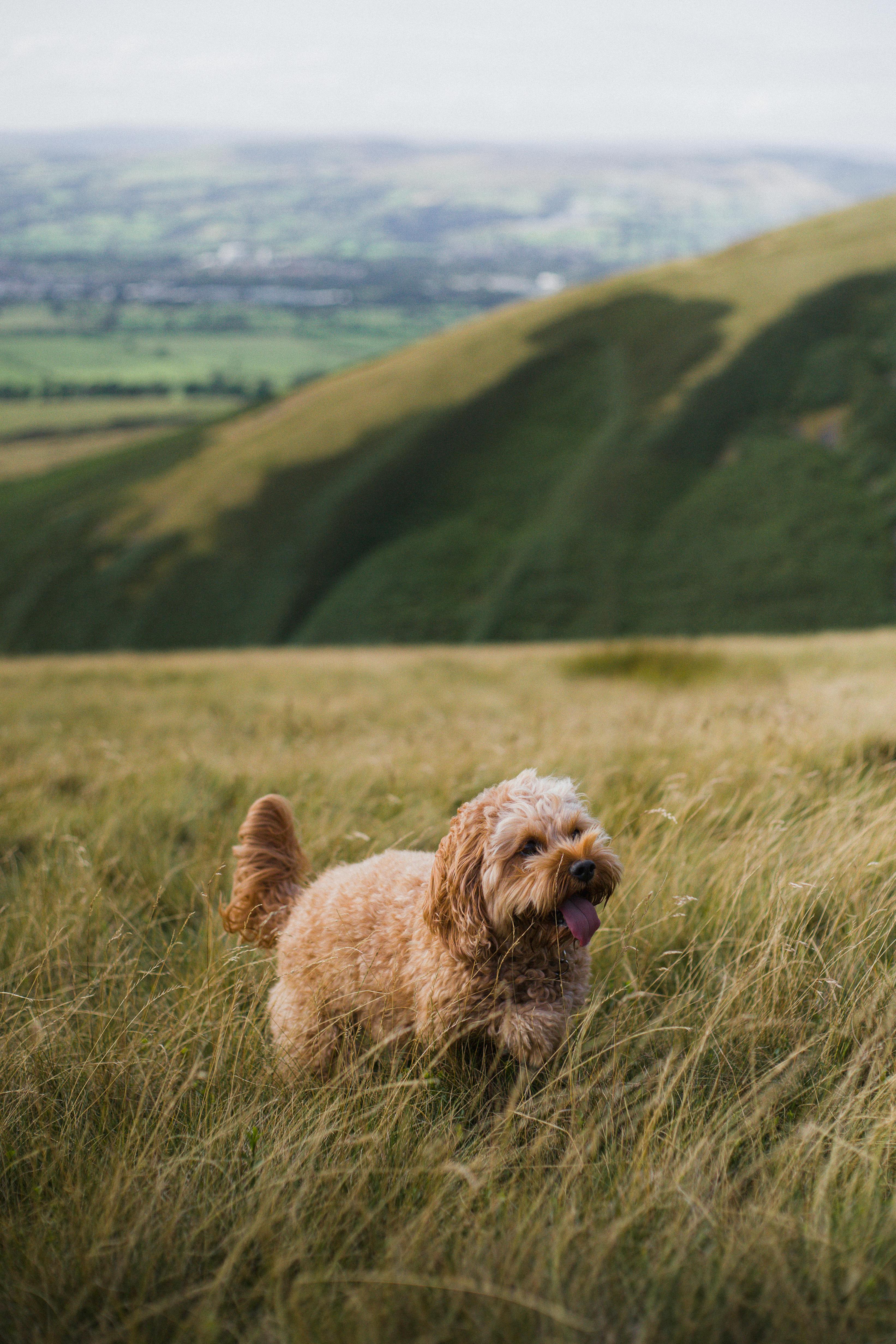 a dog is standing in a field with hills in the background