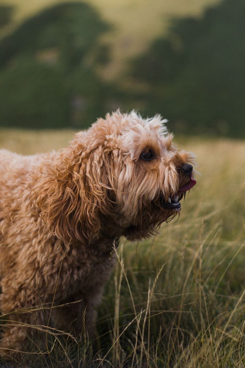 Cockapoo Dog Photos, Download The BEST Free Cockapoo Dog Stock Photos ...