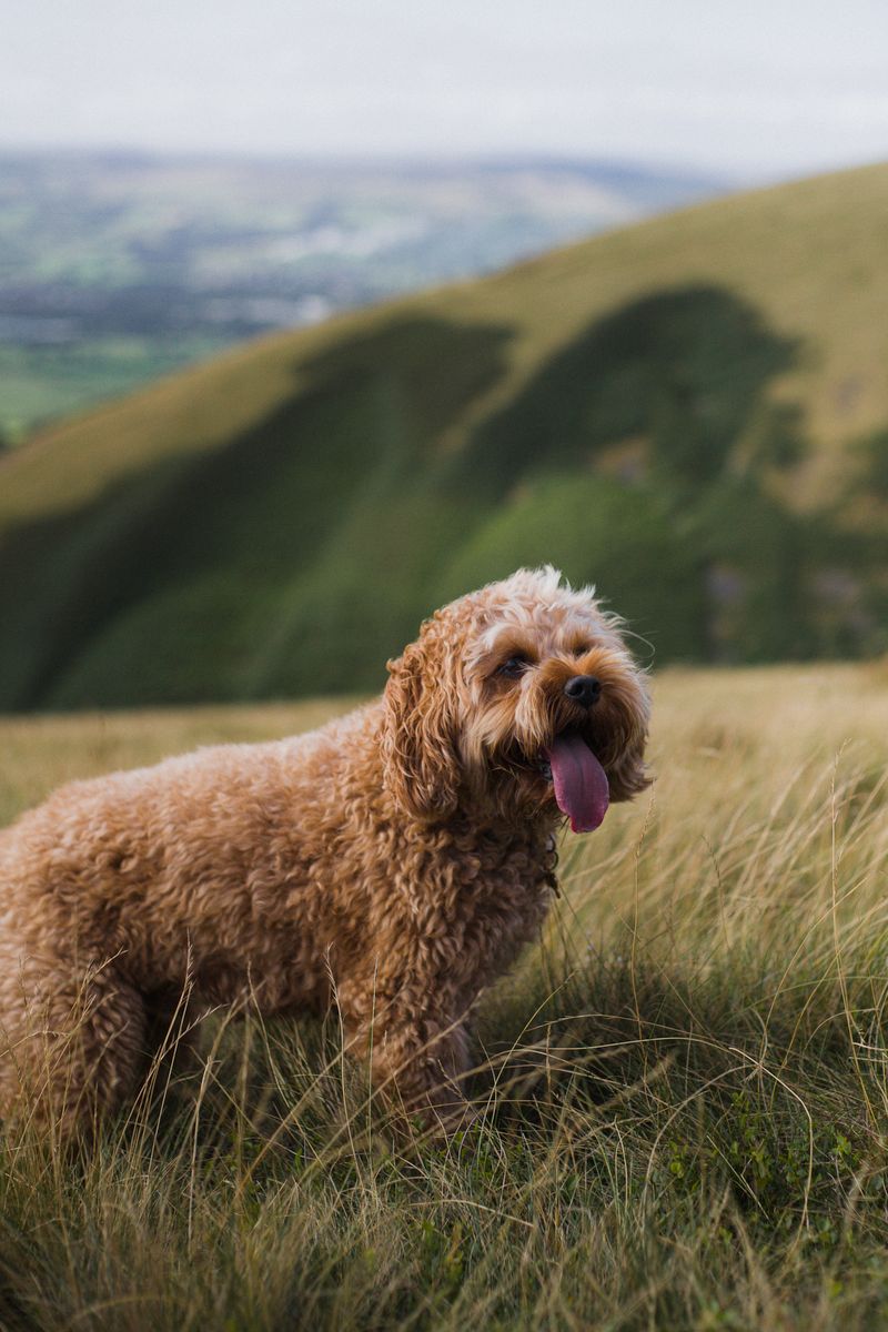 Cockapoo Dog Photos, Download The BEST Free Cockapoo Dog Stock Photos ...