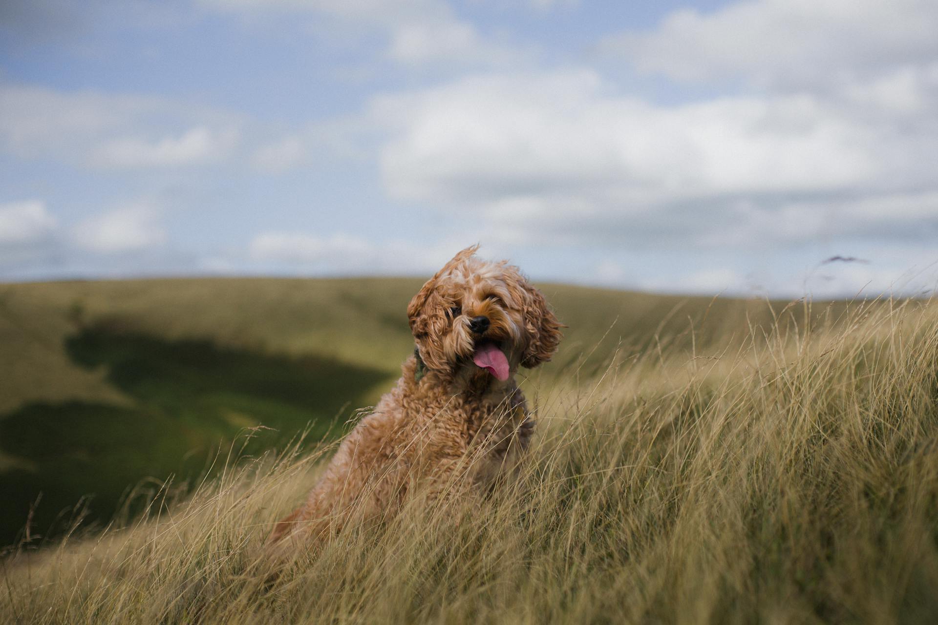 Cockapoo in het gras