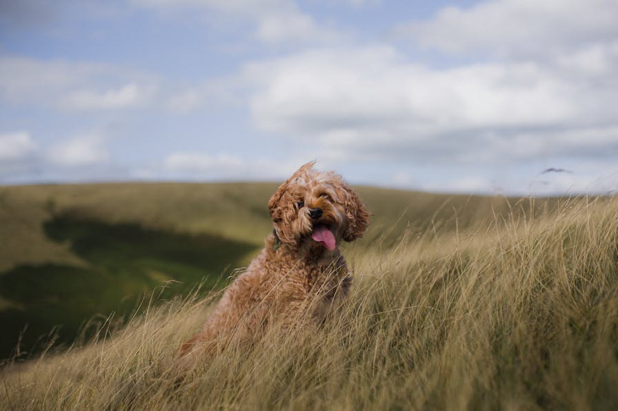 Unlocking the Science of Dog Coat Color Genetics