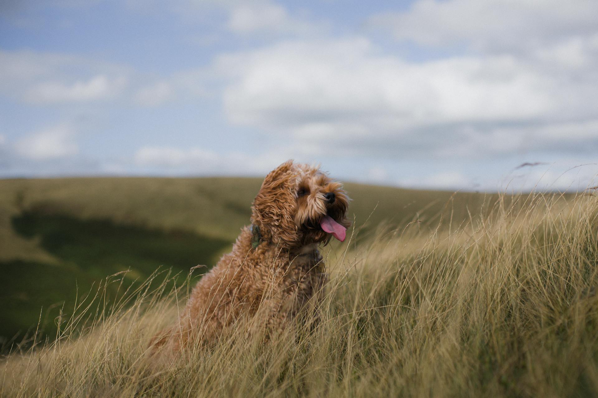 Puppy Cockapoo in het gras