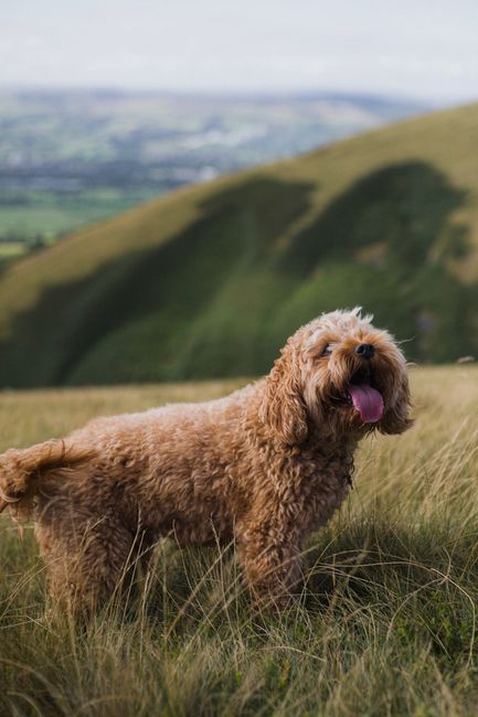 Adorable cockapoo standing in a grassy field with beautiful hills in the background. Perfect for pet lovers.