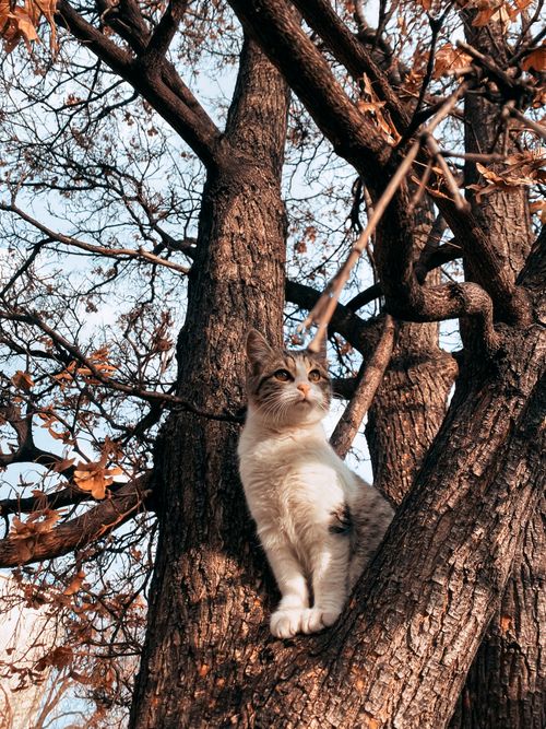 Free Adorable kitten sitting on a tree branch surrounded by autumn leaves. Stock Photo