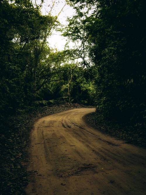 Free A tranquil curved dirt path through dense forest foliage under soft autumn light. Stock Photo