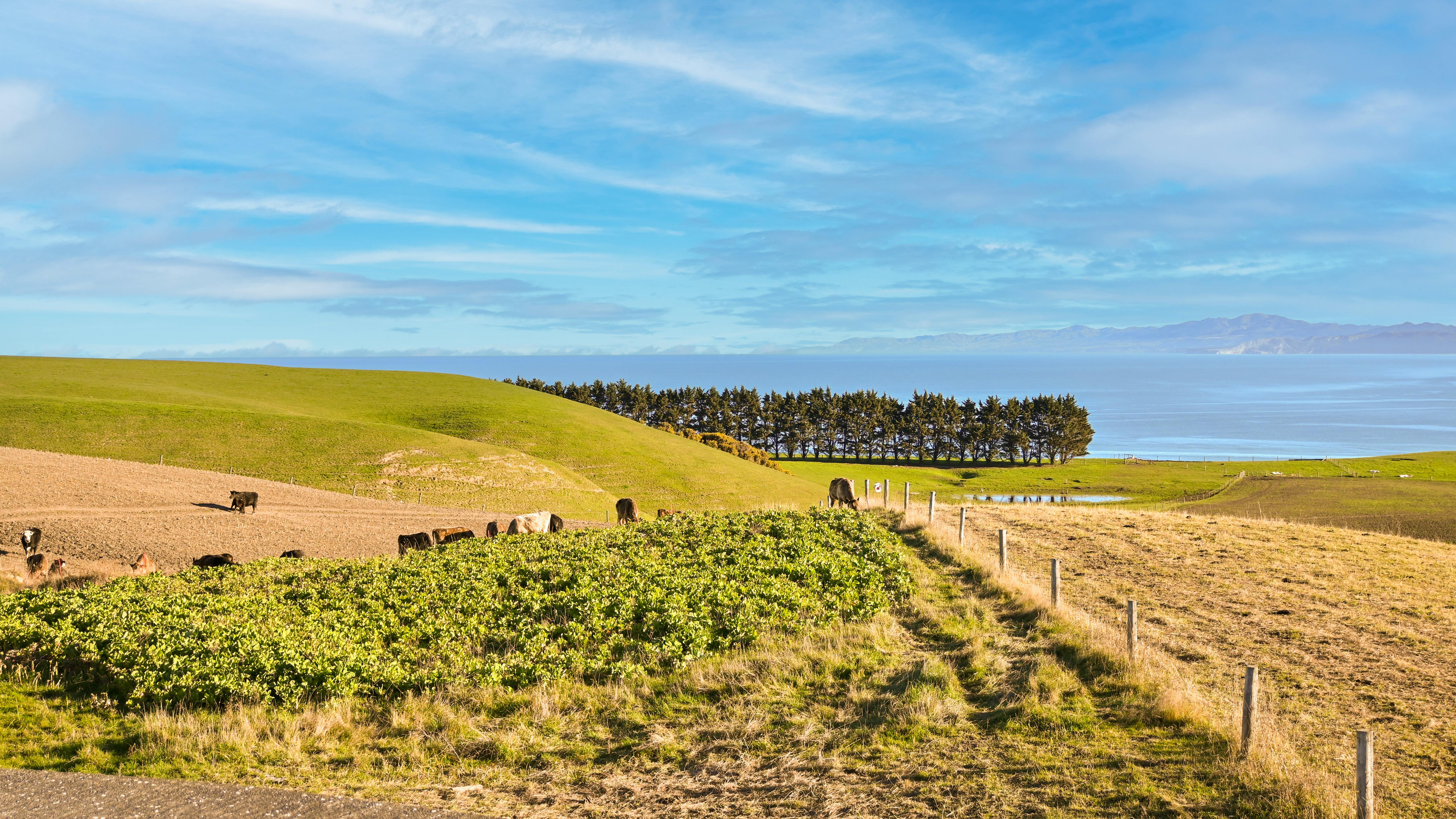 a herd of cows grazing on a grassy hillside