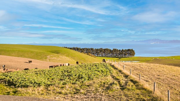Beautiful view of farmland with cows and ocean in Kaikōura, New Zealand's scenic countryside.