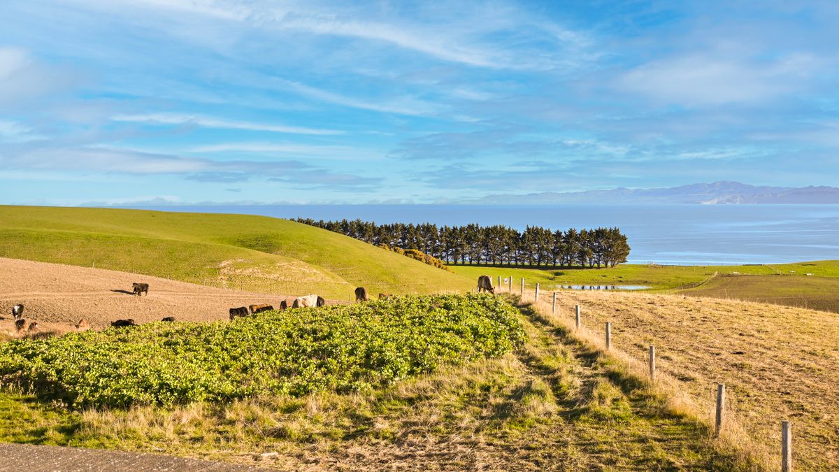 Beautiful view of farmland with cows and ocean in Kaikōura, New Zealand's scenic countryside.