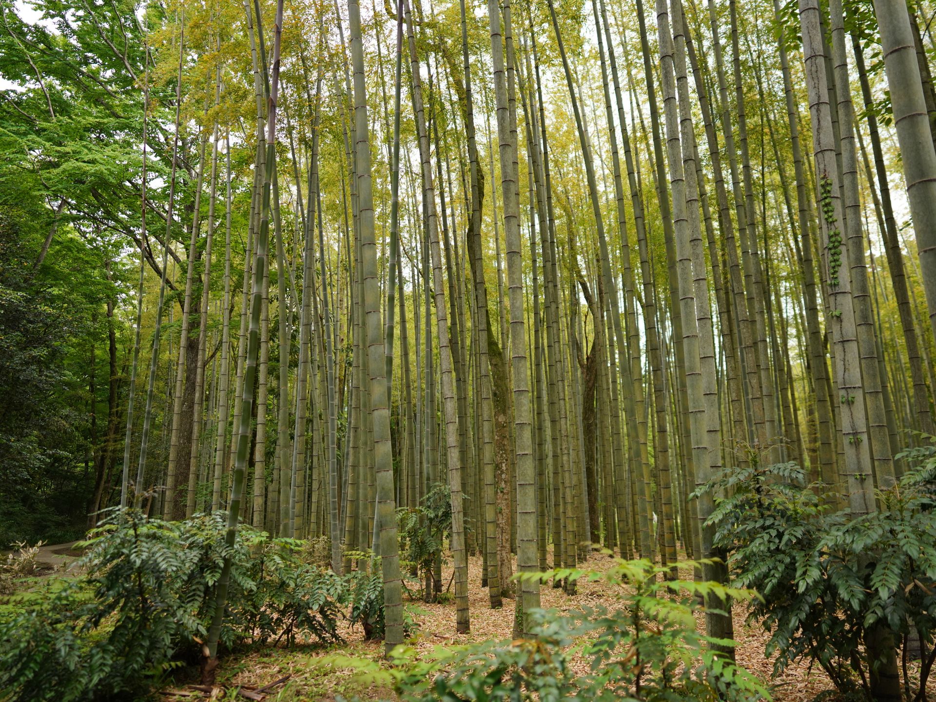 Bamboo