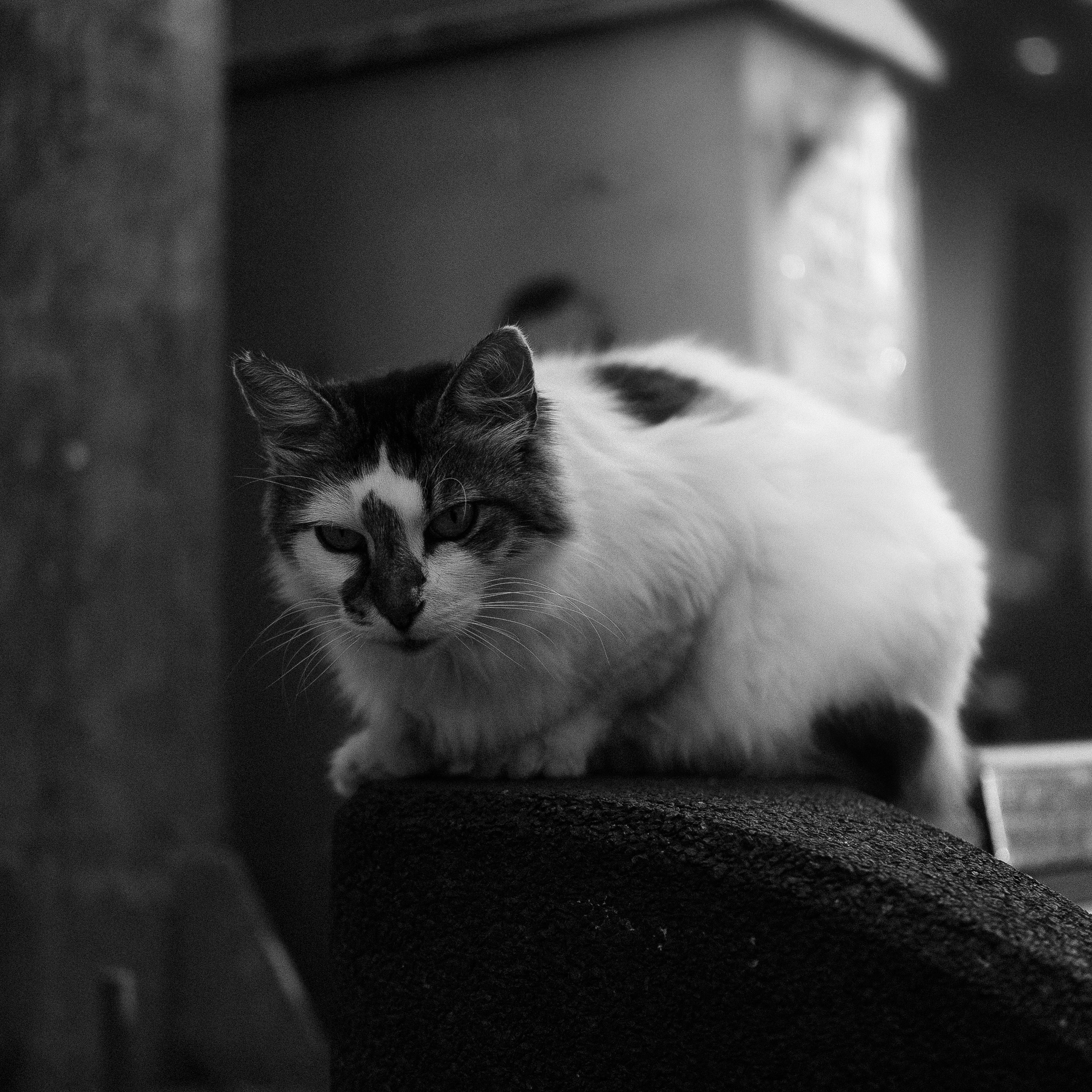 A monochrome image of a curious cat perched on an outdoor surface, displaying whiskers prominently.