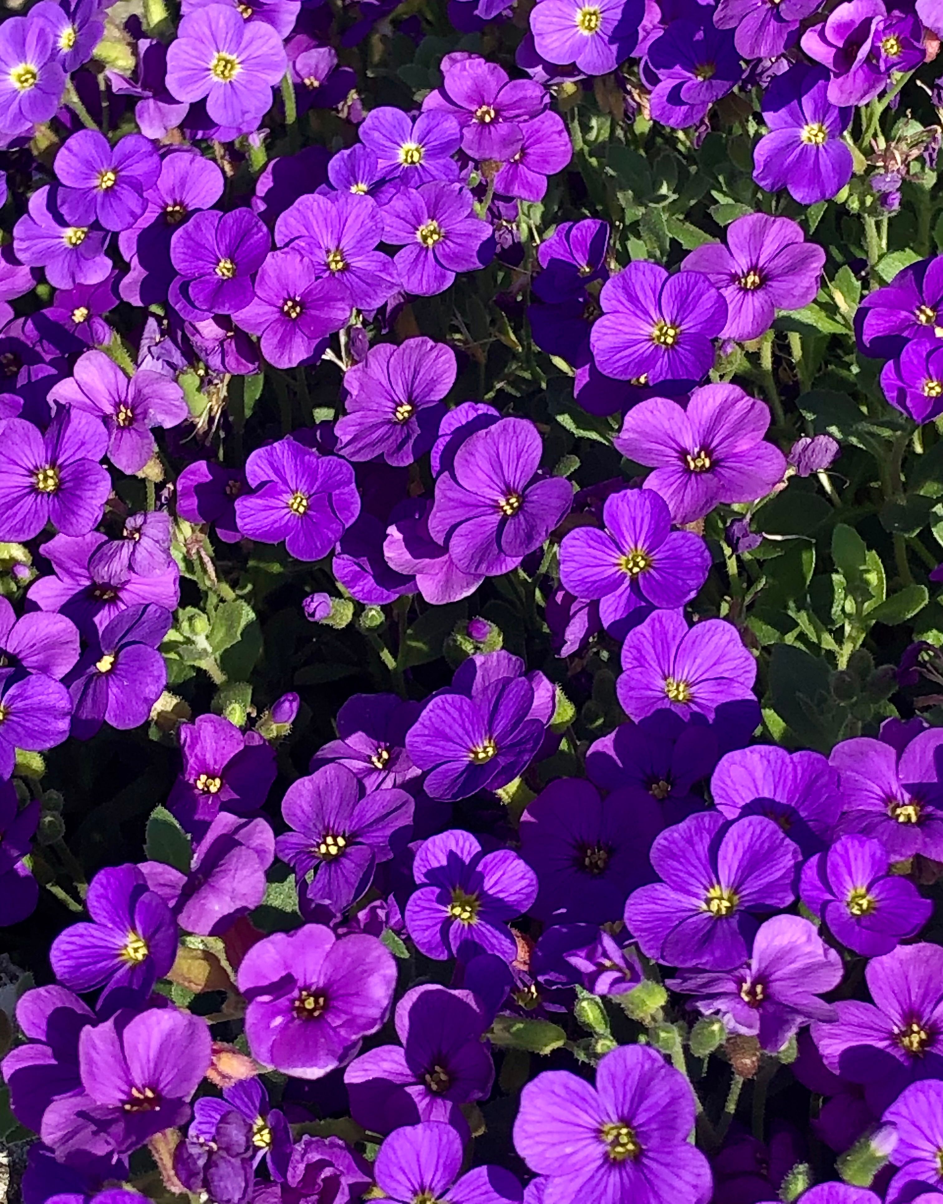 Purple Flower Field · Free Stock Photo