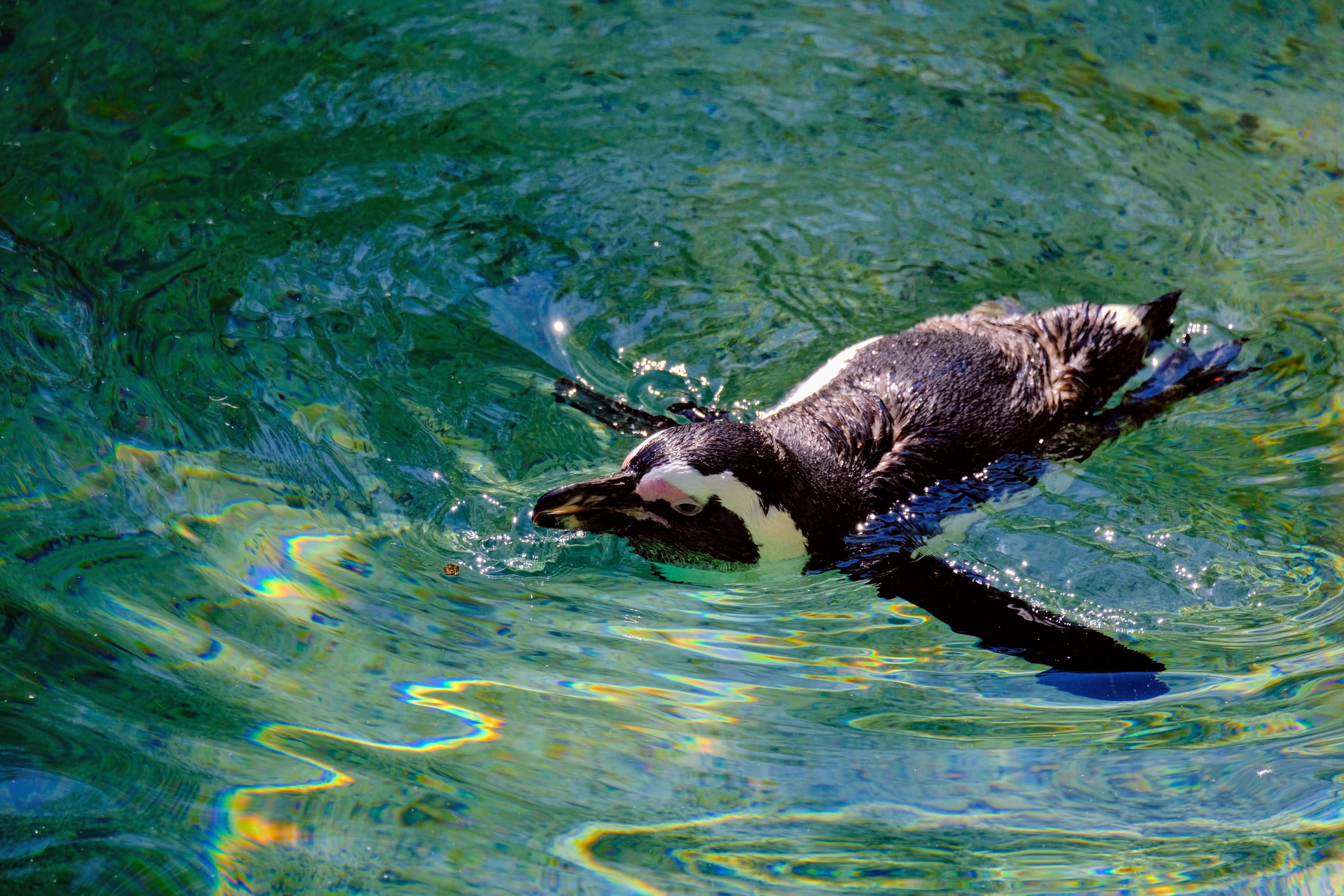 Boulders Beach African Penguin Colony