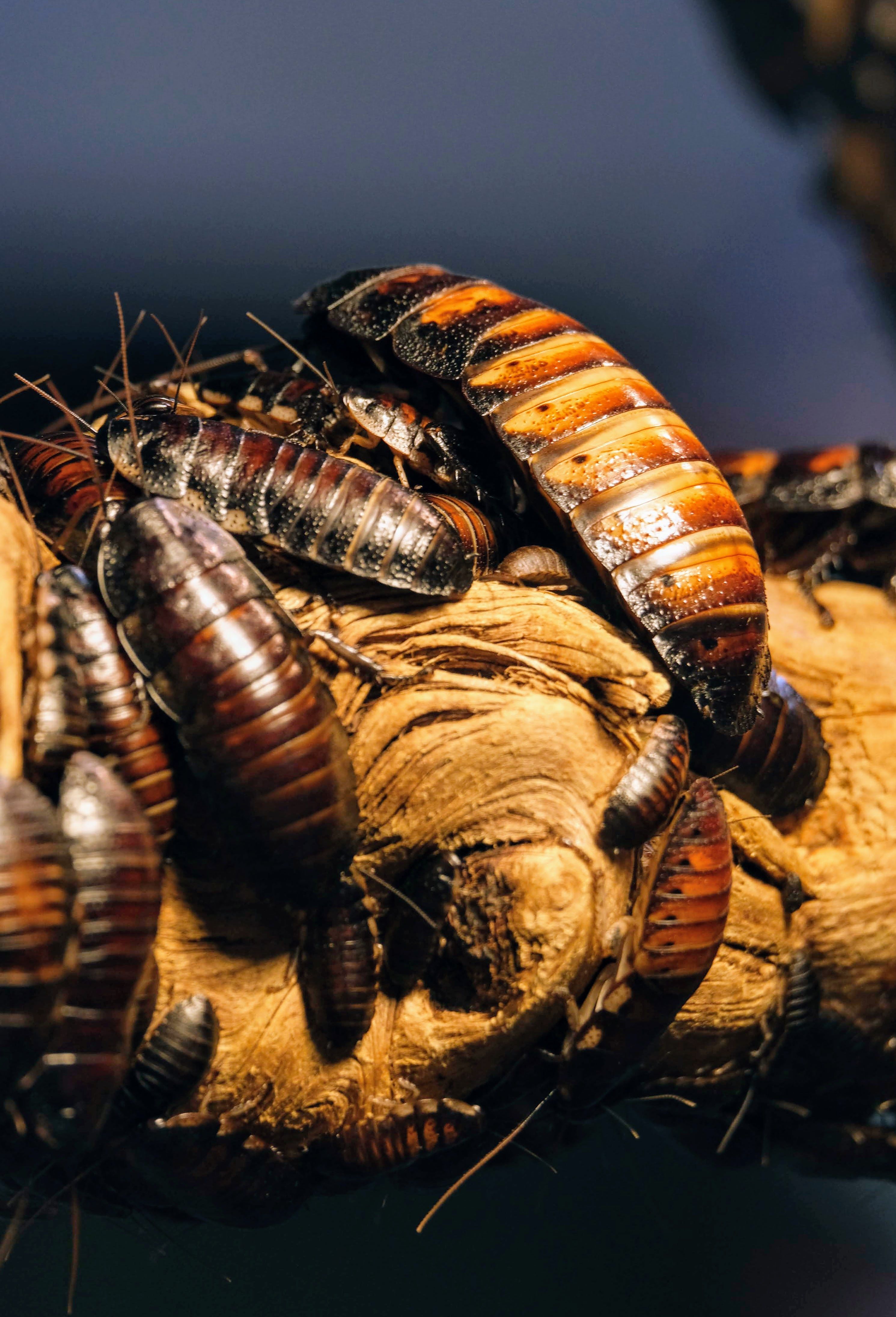 Virginia Highland cockroach sewer entry elimination Atlanta