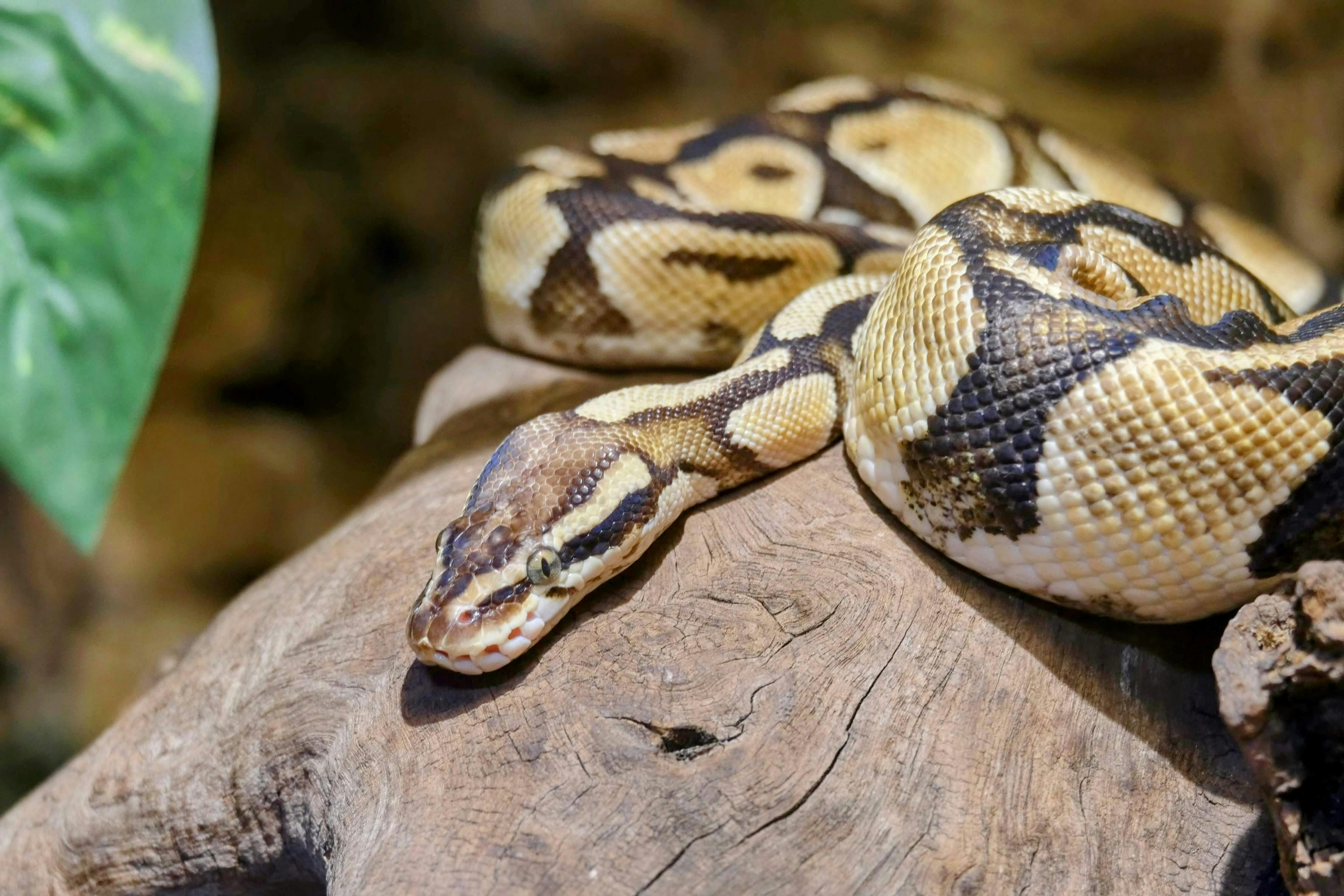 A vibrant ball python resting on a tree trunk, showcasing intricate patterns and textures.