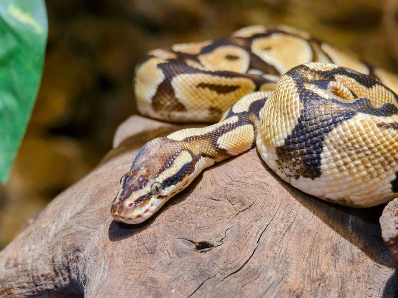 Royal Python — Pied female, UK CB 2024