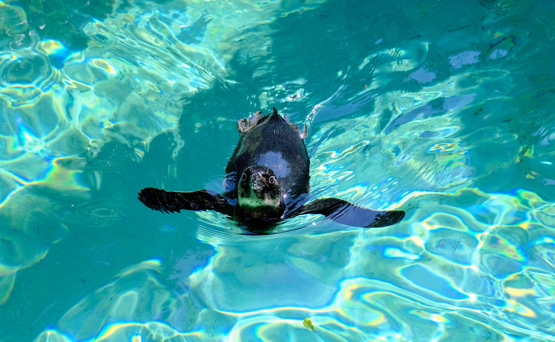 A penguin swims in clear turquoise water, showcasing serene aquatic grace and elegance.