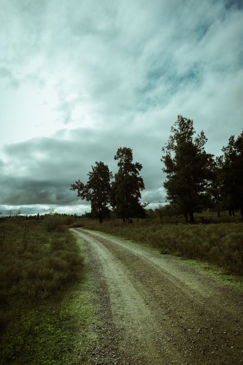 Free Sunlit rural road winding through trees under a cloudy sky, providing a serene countryside view. Stock Photo
