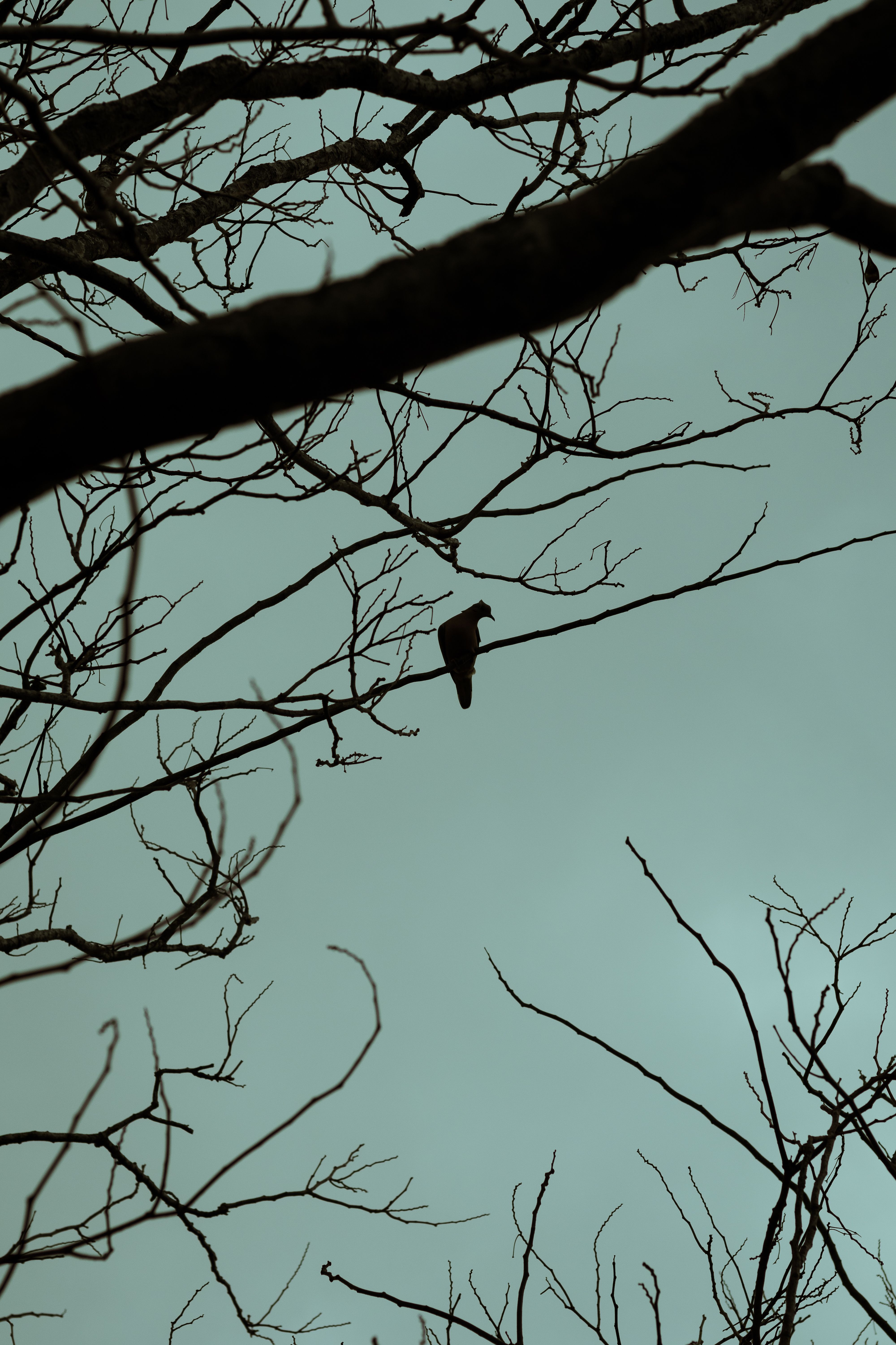 Fotomural Silueta de un pájaro posado en ramas de árboles desnudas en una escena invernal nostálgica.