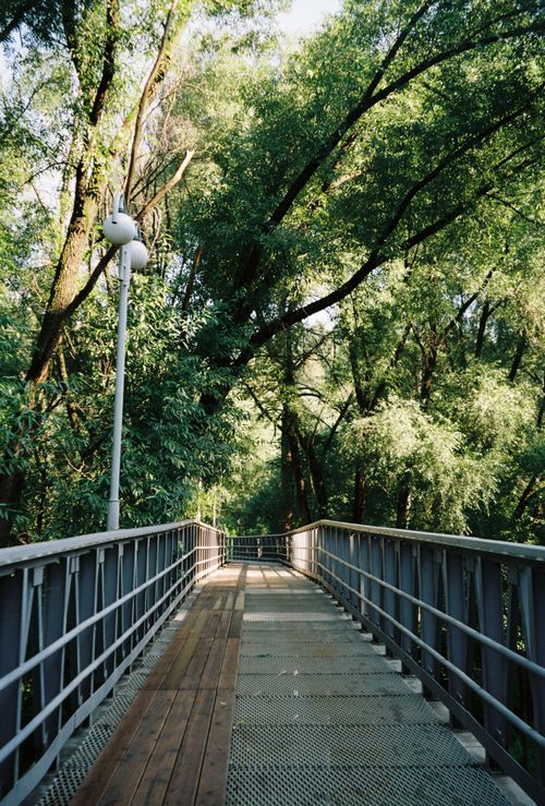 Free A serene footbridge surrounded by rich green trees on a sunny day, perfect for tranquil walks. Stock Photo