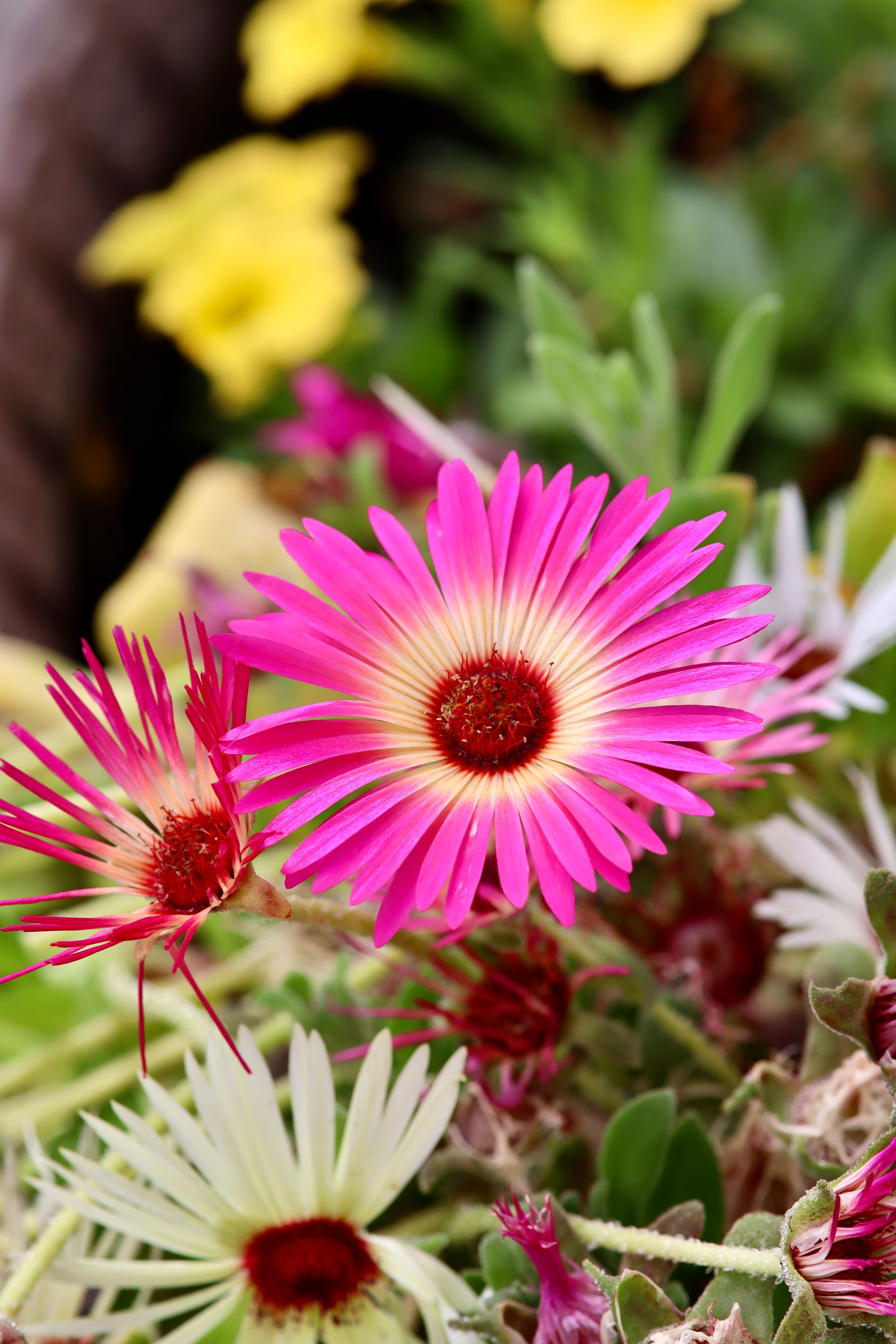 A close up of a pink flower with white and yellow petals · Free Stock Photo