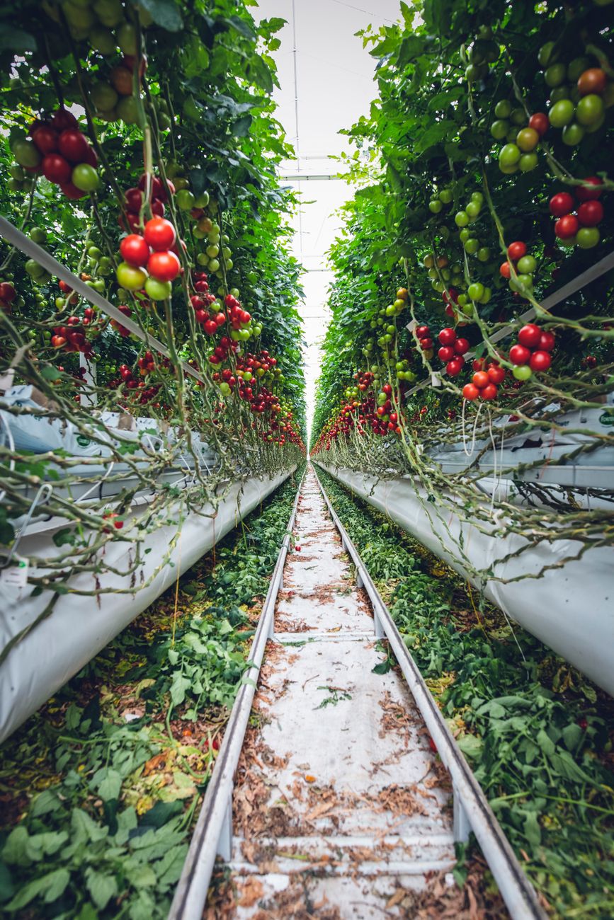 Plante de roșii verzi și roșii