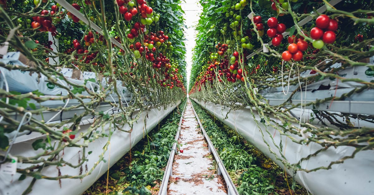 介壽國中小自種科技蔬菜送暖 社區共享愛心成果