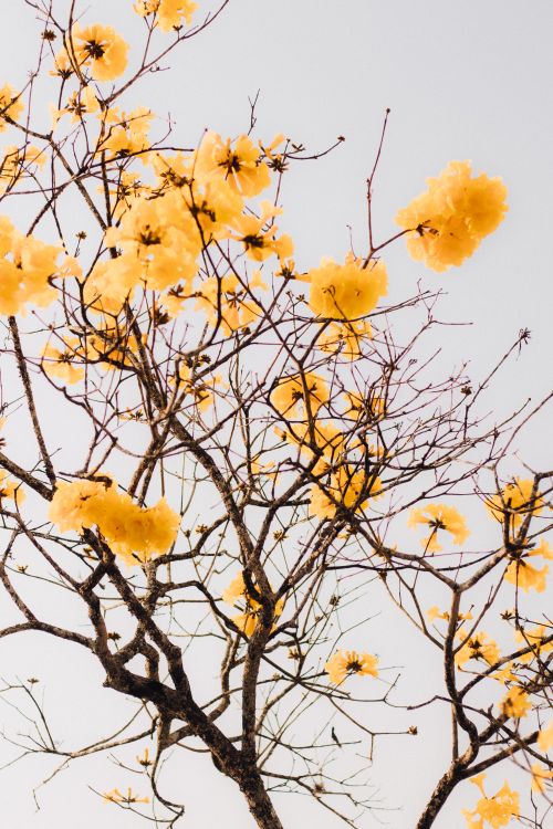 Free Captivating yellow blossoms on tree branches in a clear spring setting. Stock Photo