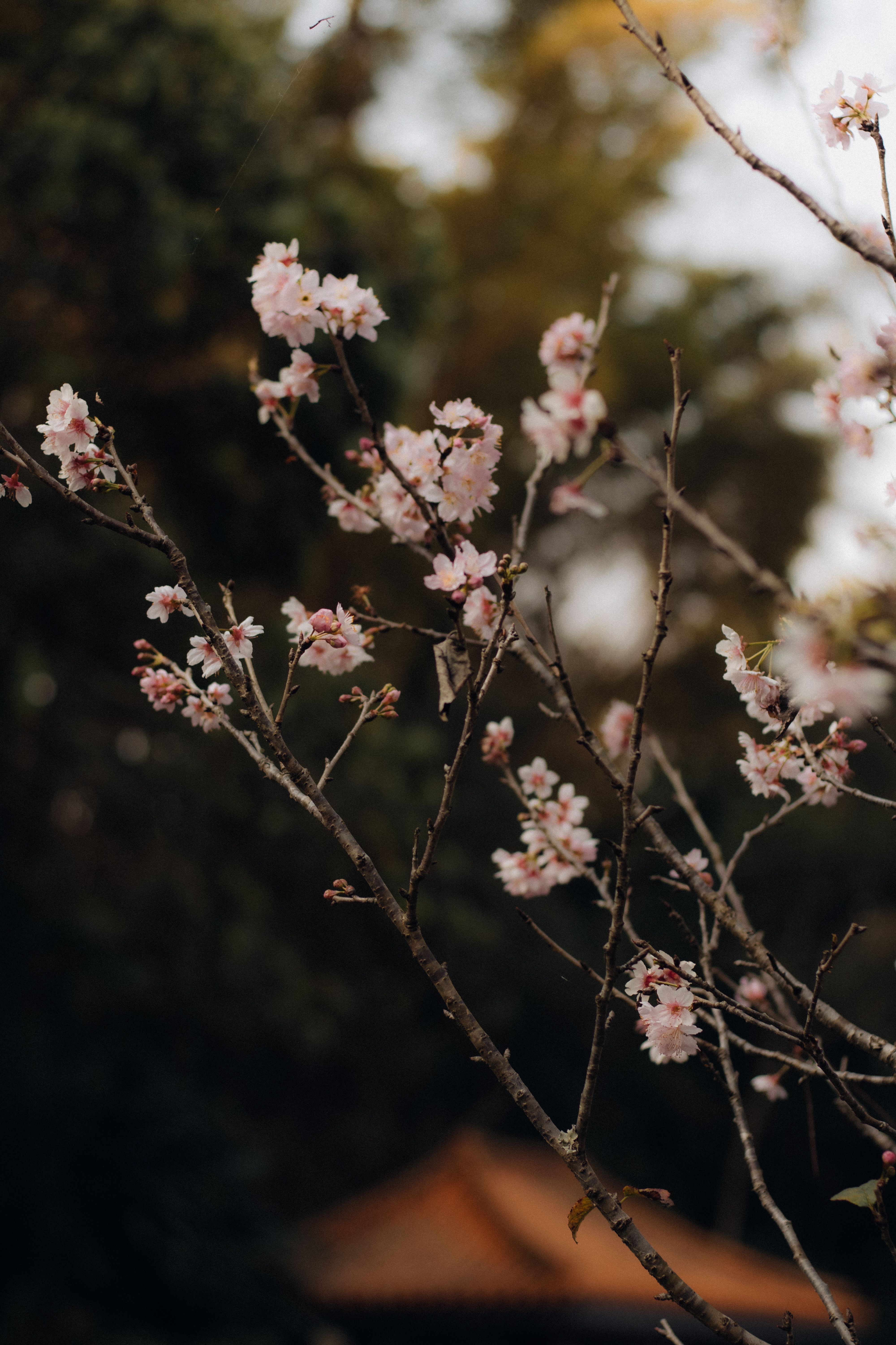 A close up of a cherry blossom tree · Free Stock Photo