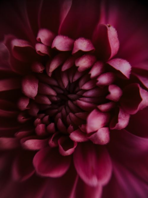 Free Detailed macro shot capturing the vibrant petals of a pink dahlia in full bloom. Stock Photo