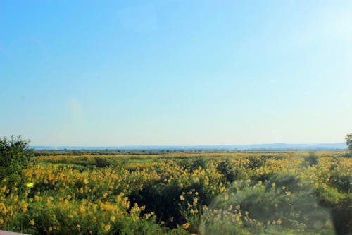 Immagine gratuita di azzurro, giallo, madagascar