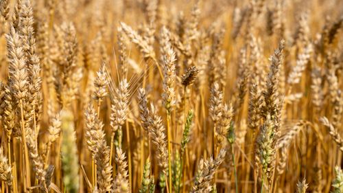 Free Close-up view of a golden wheat field capturing the essence of harvest season. Stock Photo