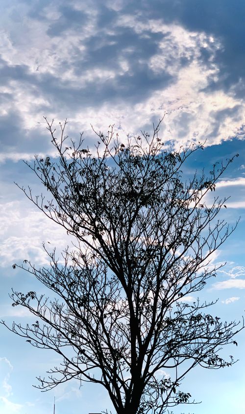 Free A leafless tree silhouetted against a cloudy blue sky in Pallakkapalayam, India. Stock Photo