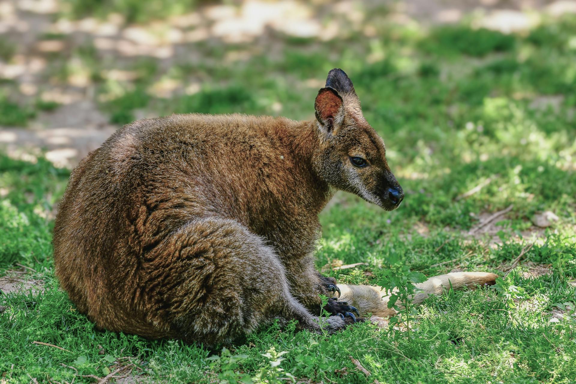 A kangaroo sitting on the ground in the grass