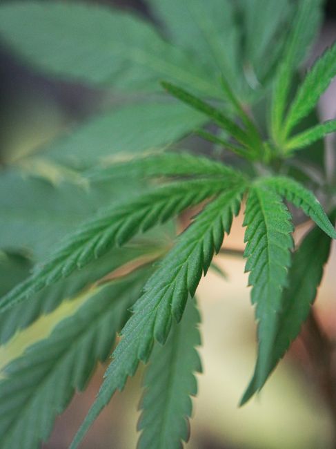 Fotomural Foto detallada de una hoja de cannabis sativa que muestra su textura y vibrancia.