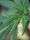 ganja