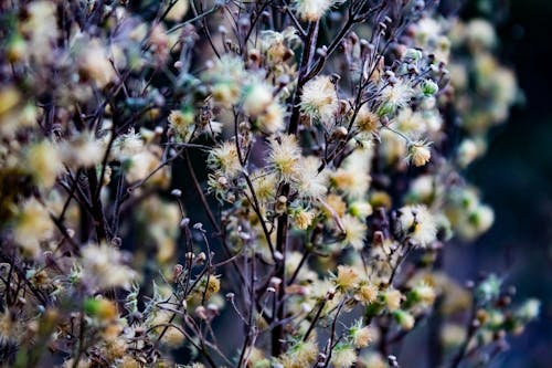 무료 베이지 꽃의 얕은 초점 사진 스톡 사진