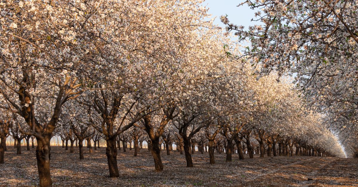 A beautiful almond orchard in full bloom, showcasing rows of blossoming trees in springtime.