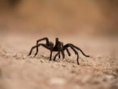 A tarantula spider crawling on sandy terrain, showcasing its hairy legs and eerie presence.