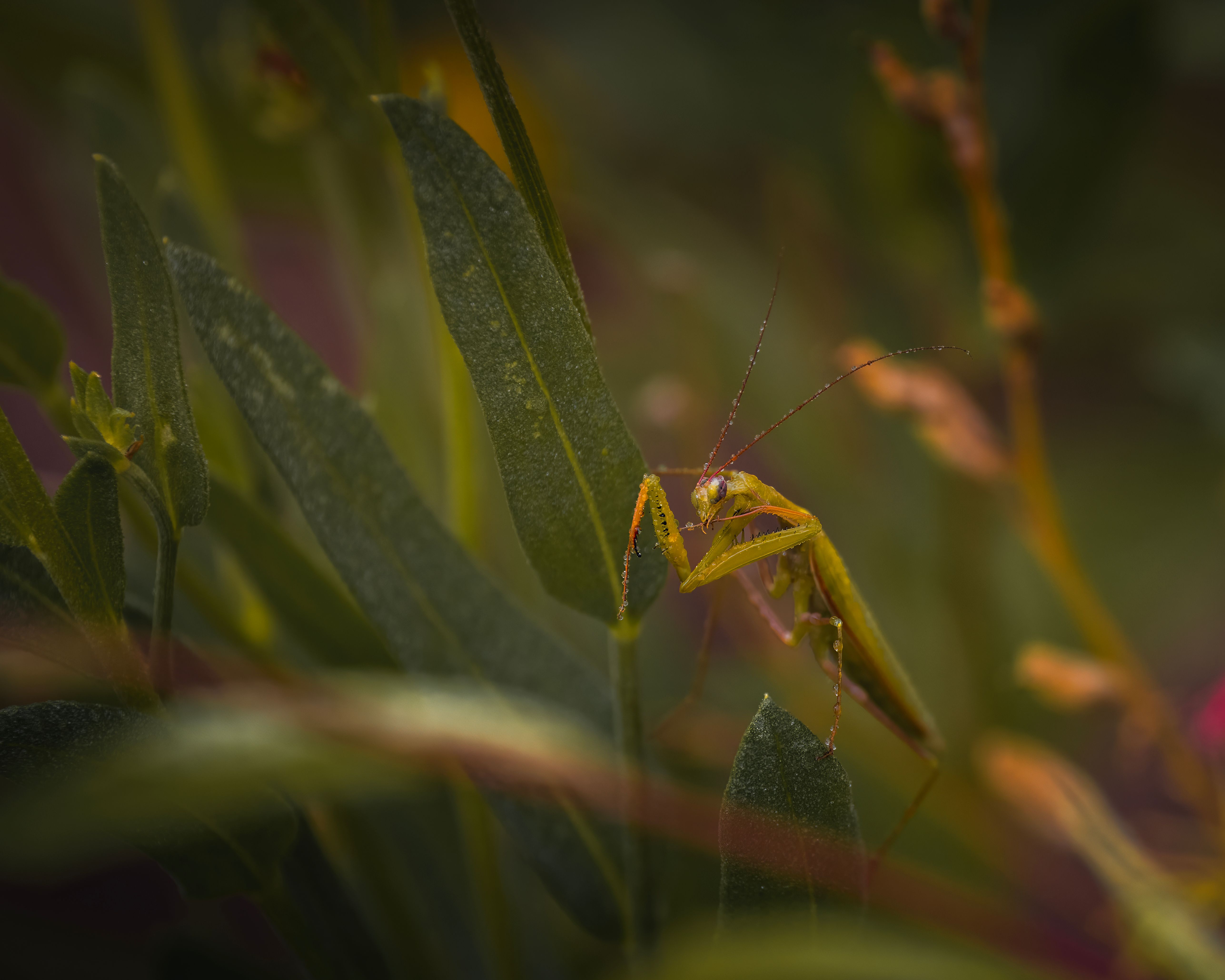 Praying Mantis Species Photos, Download The BEST Free Praying Mantis